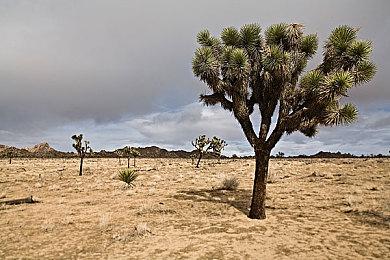 传闻：新《细胞分裂》今夏曾秘密测试 借鉴了《杀手》